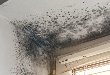 Mold Removal